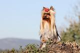 YORKSHIRE TERRIER 206